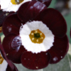 Primula Auricula Neat and Tidy - Abriachan Nurseries